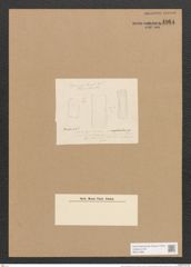 Nitzschia amphoroides Grun. (de-Toni-Nr.: Genus 47, Species 2056) Zeichnungen Sammlung Grunow Nr. 4064 (NHMW-BOT-W0371899)